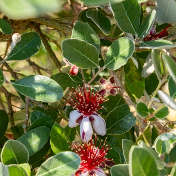 Feijoa - selloviana - Nina  - Amacab