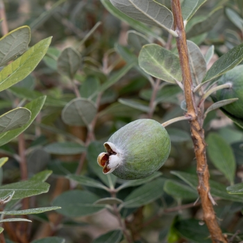 Feijoa - selloviana - Nina  - Amacab