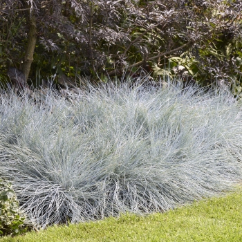 Festuca - glauca - Intense Blue - Casblue