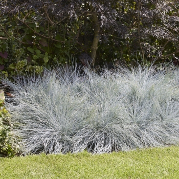 Festuca - glauca - Intense Blue - Casblue