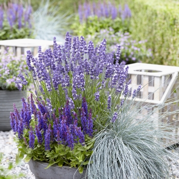 Festuca - glauca - Intense Blue - Casblue