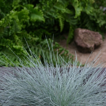 Festuca - glauca - Intense Blue - Casblue