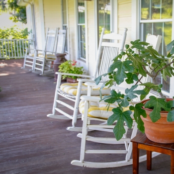 Ficus - carica - Fignomenal - PTDF14