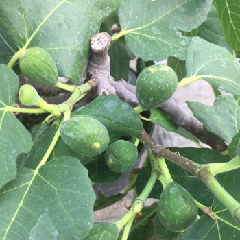 Ficus - carica - Fignomenal - PTDF14