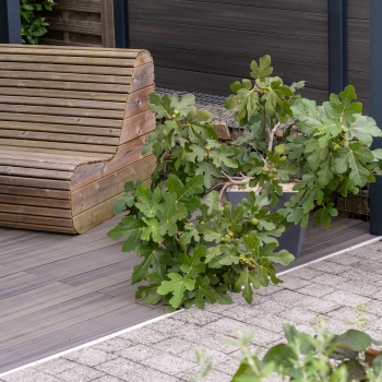 Ficus - carica - Fignomenal - PTDF14