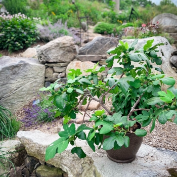 Ficus - carica - Fignomenal - PTDF14