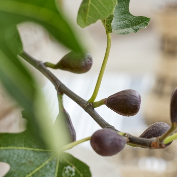 Ficus - carica - Little Miss Figgy - LMF01
