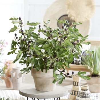 Ficus - carica - Little Miss Figgy - LMF01