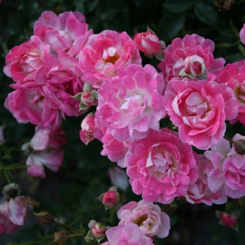 Rosa - hybride - Flirt 2011® - Korchakon
