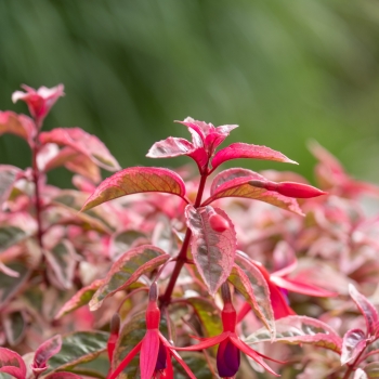 Fuchsia - hybride - Happy Birthday - Lepfuh