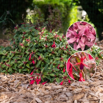 Fuchsia - hybride - Happy Birthday - Lepfuh