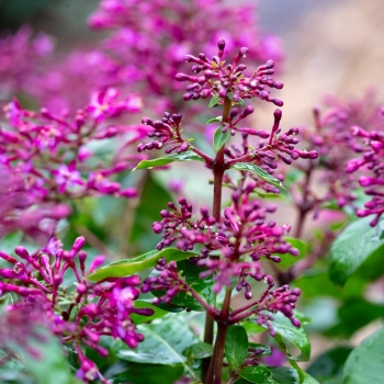 Fuchsia - hybride - Magenta Pink  - 