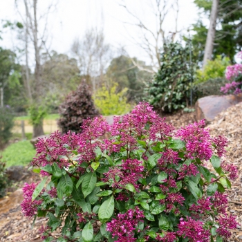 Fuchsia - hybride - Magenta Pink  - 