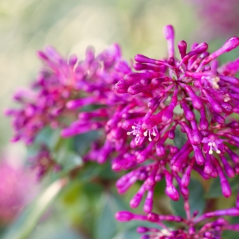 Fuchsia - hybride - Magenta Pink  - 