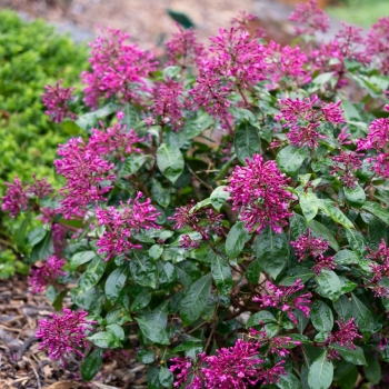 Fuchsia - hybride - Magenta Pink  - 