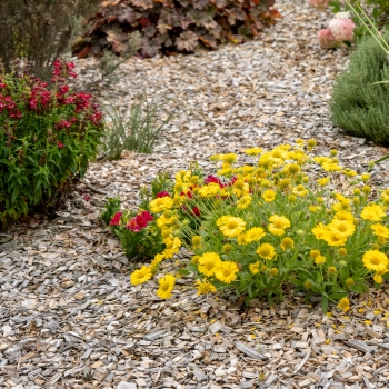 Gaillardia - hybride - Gold - G15270