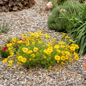 Gaillardia - hybride - Gold - G15270