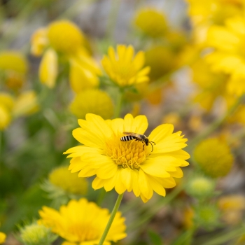 Gaillardia - hybride - Gold - G15270
