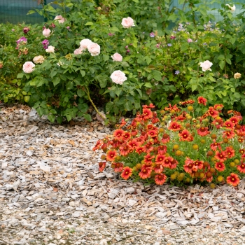 Gaillardia - hybride - Red - G15272