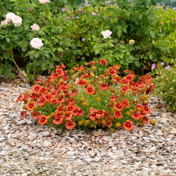 Gaillardia - hybride - Red - G15272