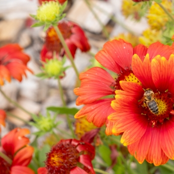 Gaillardia - hybride - Red - G15272