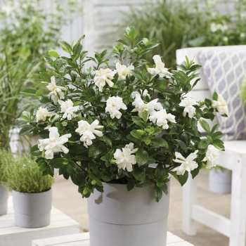 Gardenia - jasminoides - Double Diamonds  - Leefour