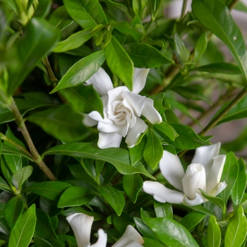Gardenia - hybride - Fool Proof - Leesix
