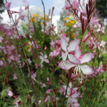 Gaura  - lindheimeri  - Freefolk Rosy® - COV