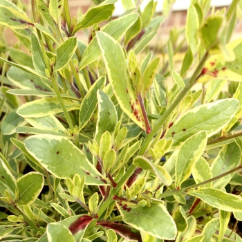 Gaura  - lindheimeri  - Freefolk Rosy® - COV
