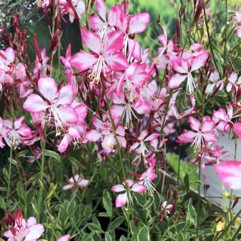 Gaura  - lindheimeri  - Freefolk Rosy® - COV