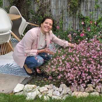Gaura  - lindheimeri - Strawberry Cut  - 