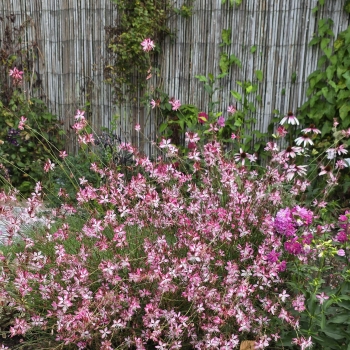 Gaura  - lindheimeri - Strawberry Cut  - 