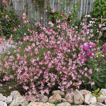 Gaura  - lindheimeri - Strawberry Cut  - 