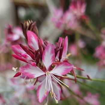 Gaura  - lindheimeri - Strawberry Cut  - 