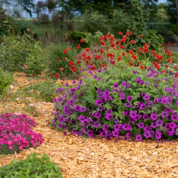 Geranium - hybride - Dragon Heart - Bremdra