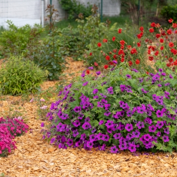 Geranium - hybride - Dragon Heart - Bremdra