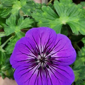 Geranium - hybride - Mary Anne  - 19.118