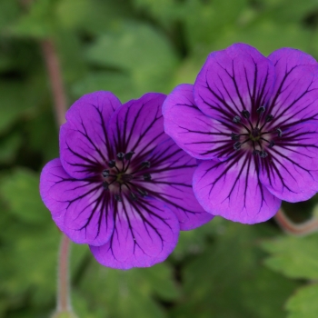 Geranium - hybride - Mary Anne  - 19.118