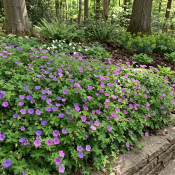 Geranium - hybride - Mary Anne  - 19.118