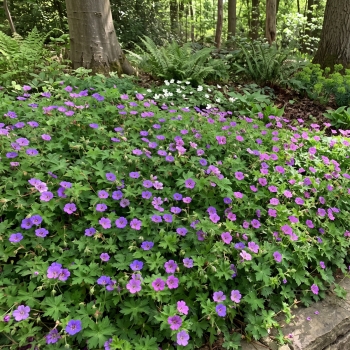 Geranium - hybride - Mary Anne  - 19.118