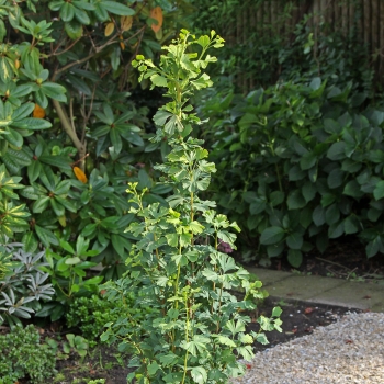 Ginkgo - biloba - Menhir - COV