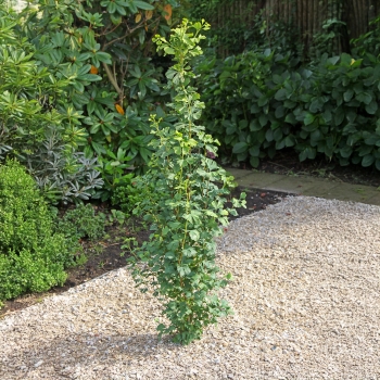 Ginkgo - biloba - Menhir - COV