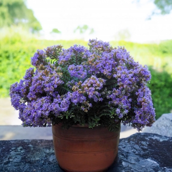 Hebe - iBE - Blue Dream - COV