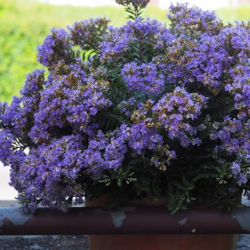 Hebe - iBE - Blue Dream - 