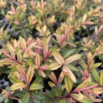 Hebe - iBE - Lemon Rose  - 