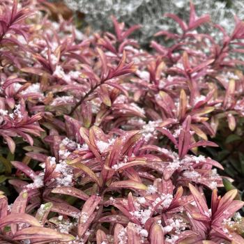 Hebe - iBE - Lemon Rose  - 