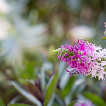 Hebe - hybride - Pink Starburst - Aloctbe