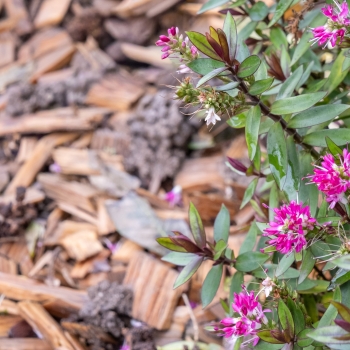 Hebe - hybride - Pink Starburst - Aloctbe