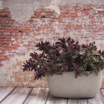 Hebe - iBE  - Velvet Dream - 