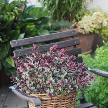 Hebe - iBE  - Velvet Dream - 